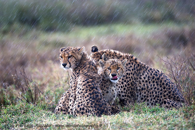 Cheetah-in-the-rain